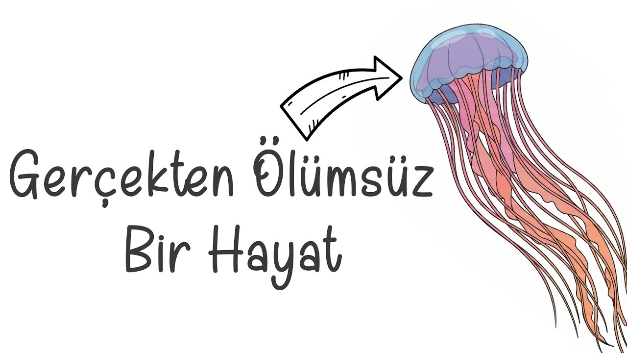 Ölümsüz Denizanası Olarak Doğsaydın ?