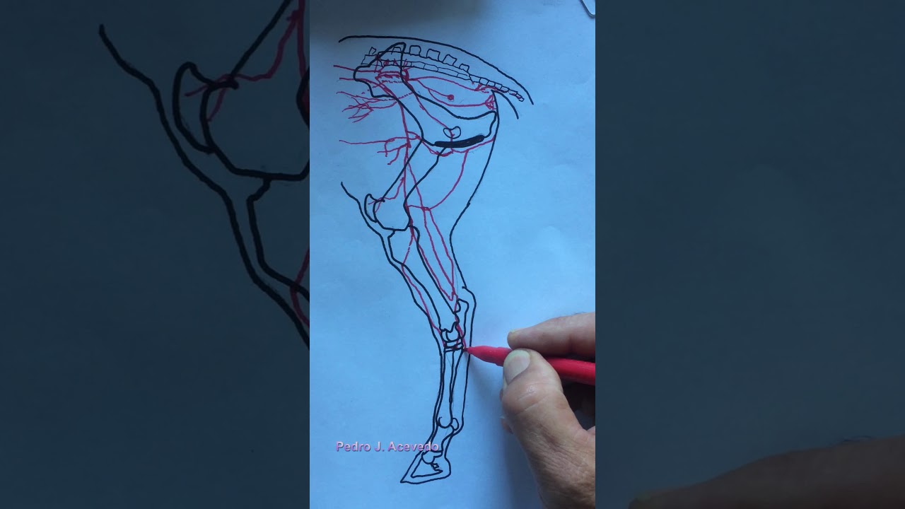 irrigacion miembro posterior equino