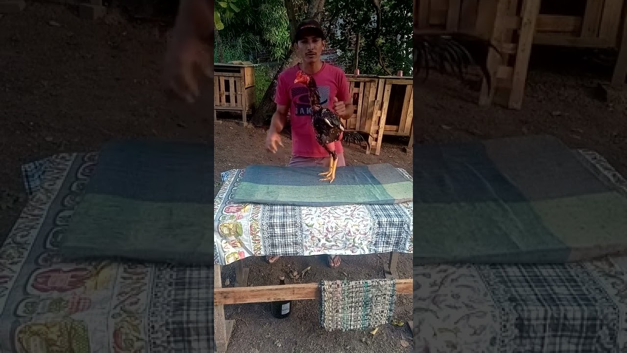 cocheira Alves mostrando a etapa 2 do manejo do galo combatente