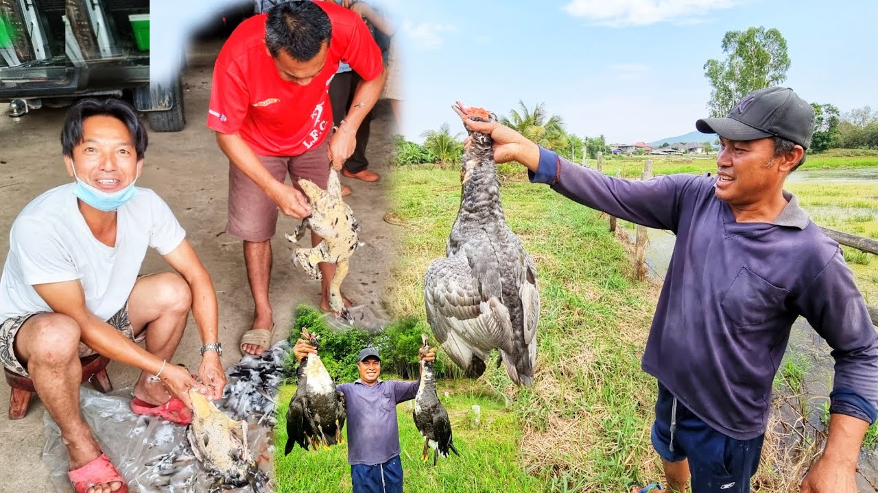 จัดหนัก!🦆ซั่วเป็ด ลาบเป็ดสูตรเด็ดน้าเล่
