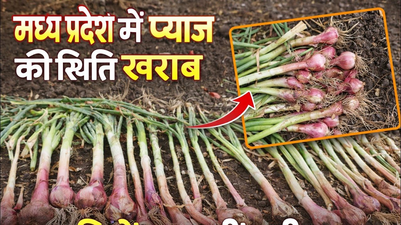 110 दिन में भी प्याज नहीं बना तो कब बनेगा उत्पादन गिरेगा 50% स्थिति खराब मध्य प्रदेश की