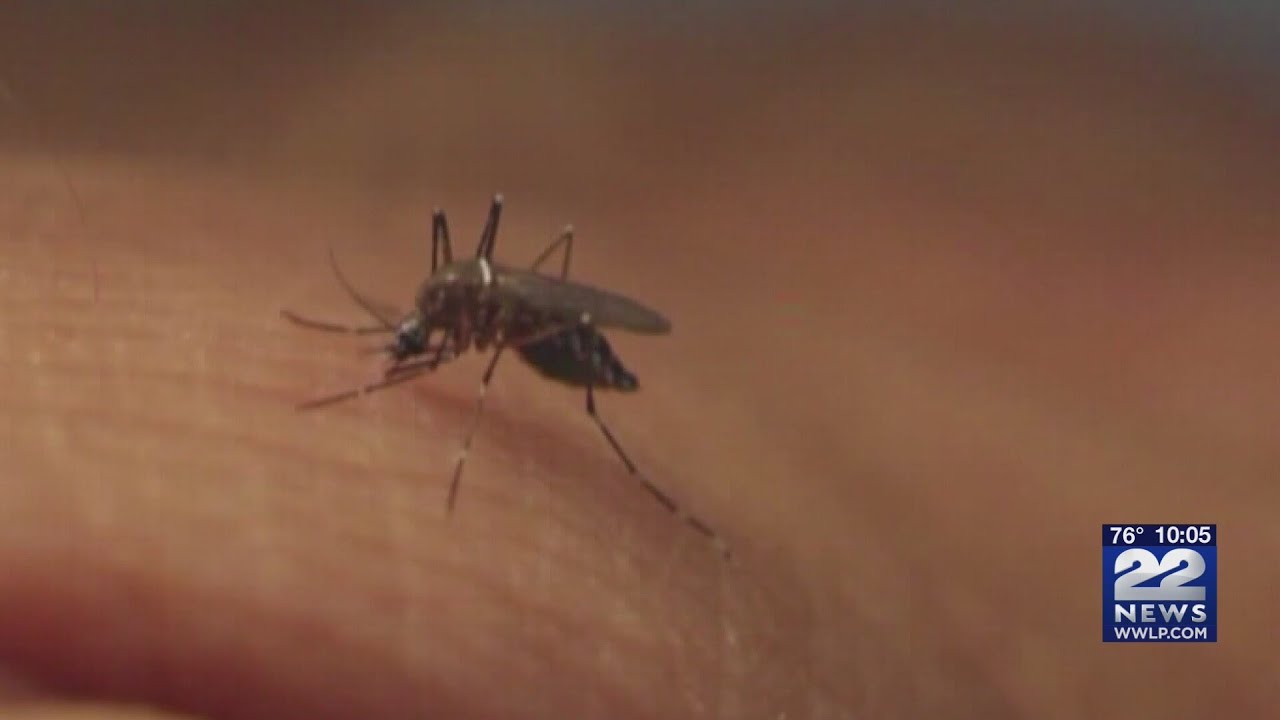 Mosquito Alert: Rising risks in western Mass.