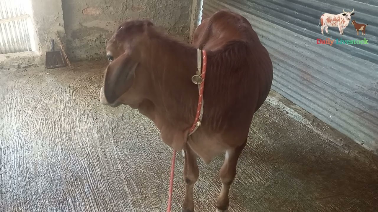 🐄 Peaceful Cow in Cowshed | Farm Relaxing ASMR Sounds