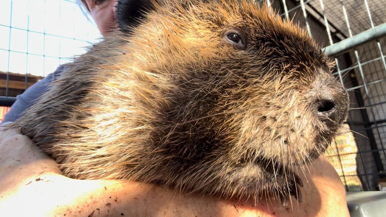 Back home with the beavers 