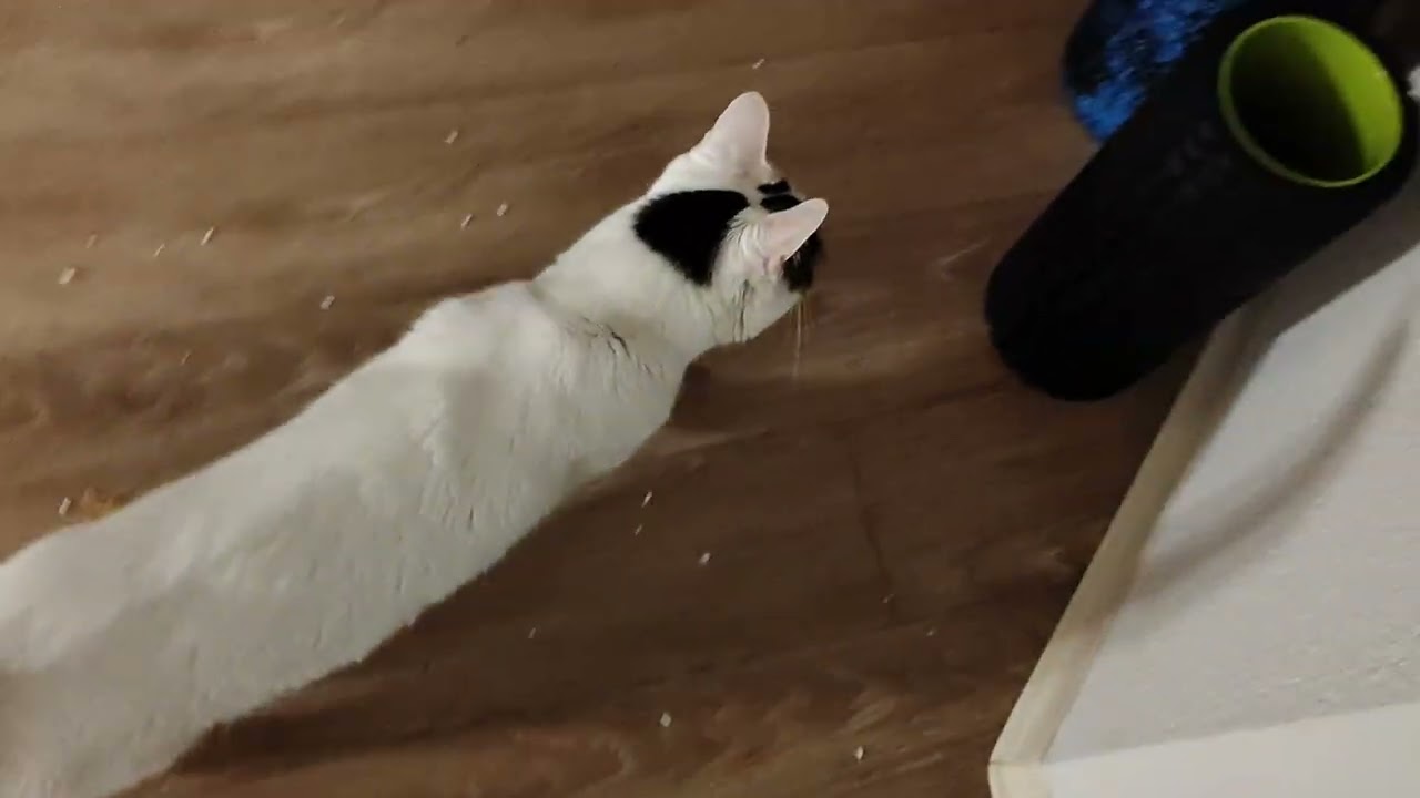 Cat vs. Mothra 2
