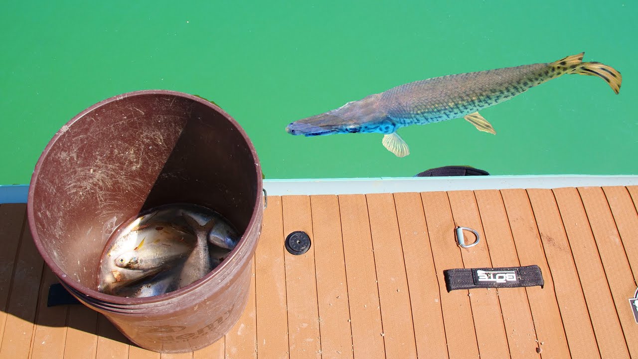 Bucket Of Shad Vs. Hungry Alligator Gar!