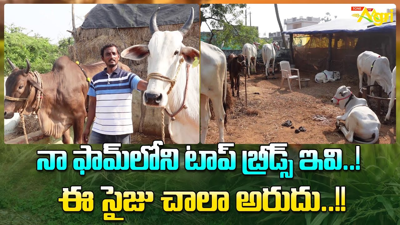 Ongole Cattle Breed | నా ఫామ్‌లోని టాప్ బ్రీడ్స్ ఇవి..! ఈ సైజు చాలా అరుదు..!! Tone Agri