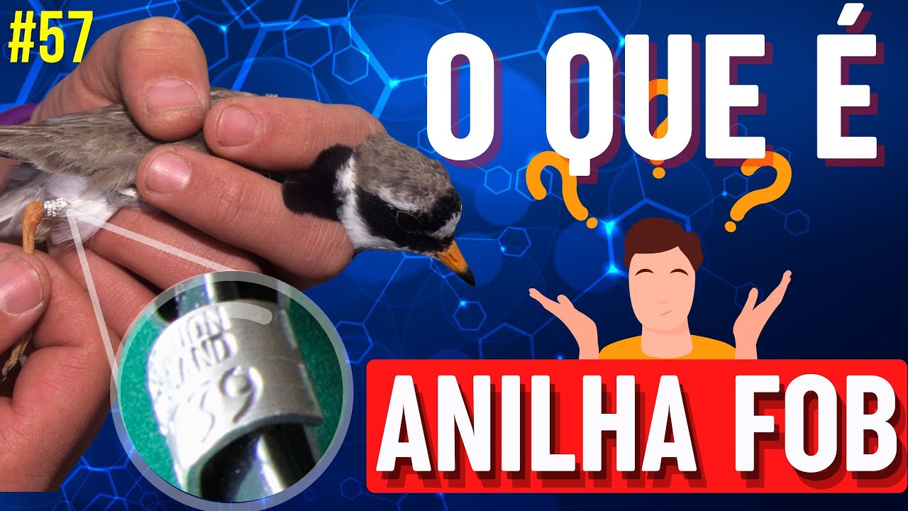 ANILHA FOB-Para que serve?
