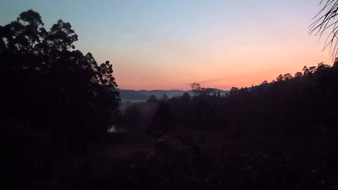 Australian bird song at dawn