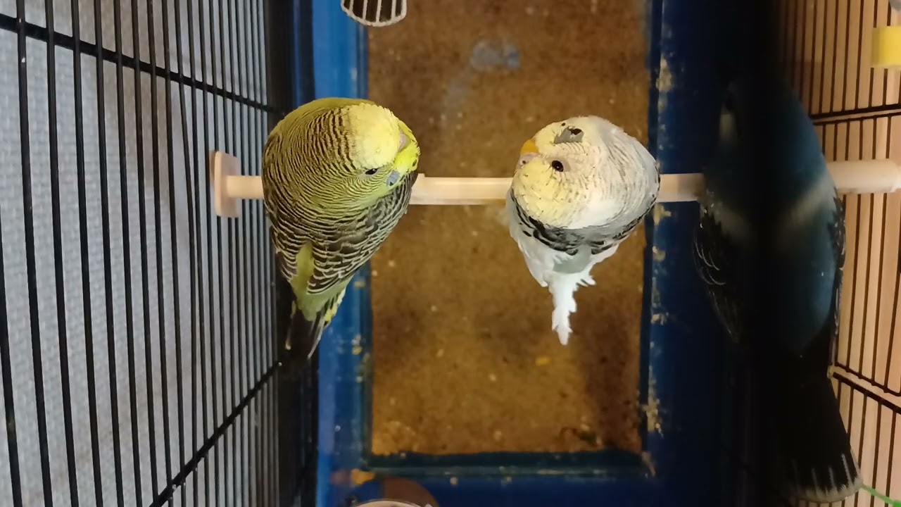my toys don't eat but they like heat 20 degrees
