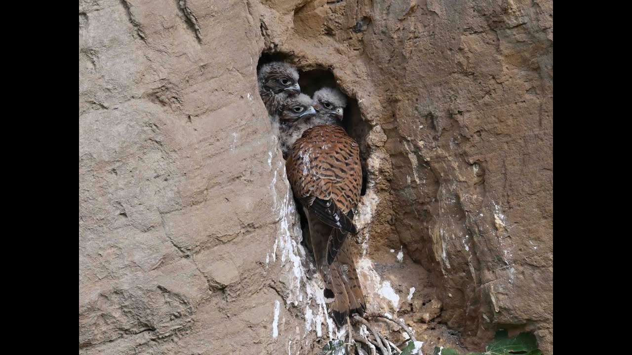 Eurasian Kestrel Breeding Documentary, Al Shouf, Lebanon