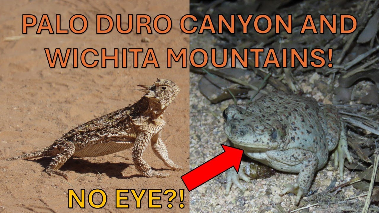 Herping Wichita Mountains and Palo Duro Canyon! - Venomous Snakes, Lizards, and Toad Missing an Eye!