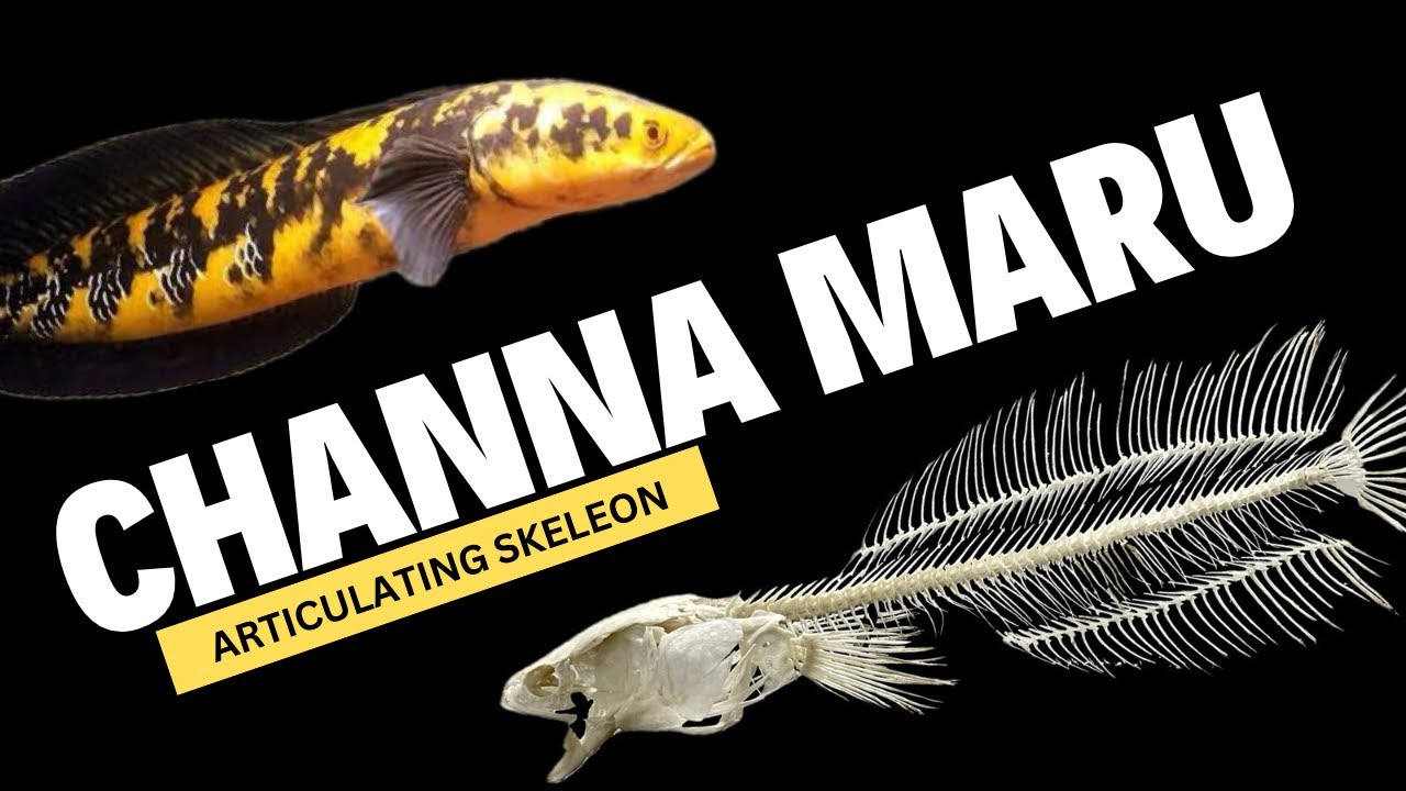 CHANNA MARU PUNYA @Iqbalizda mau di articulating skeleton