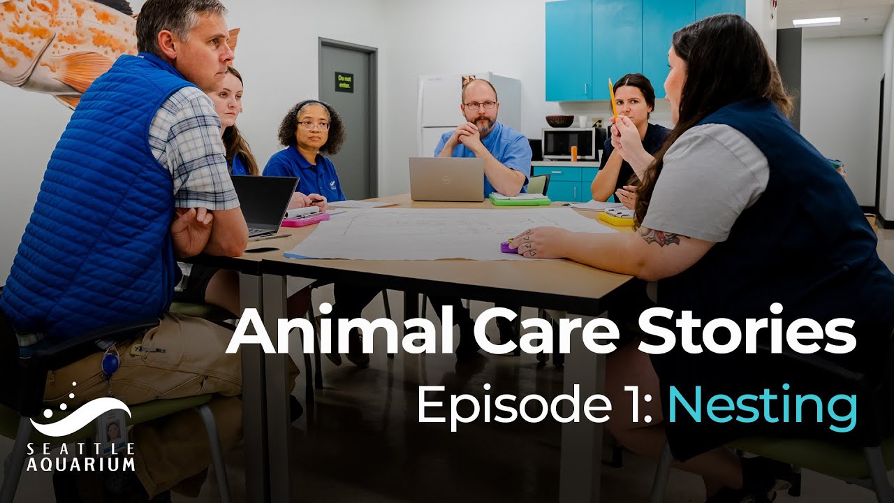 Animal Care Stories Episode 1: Nesting