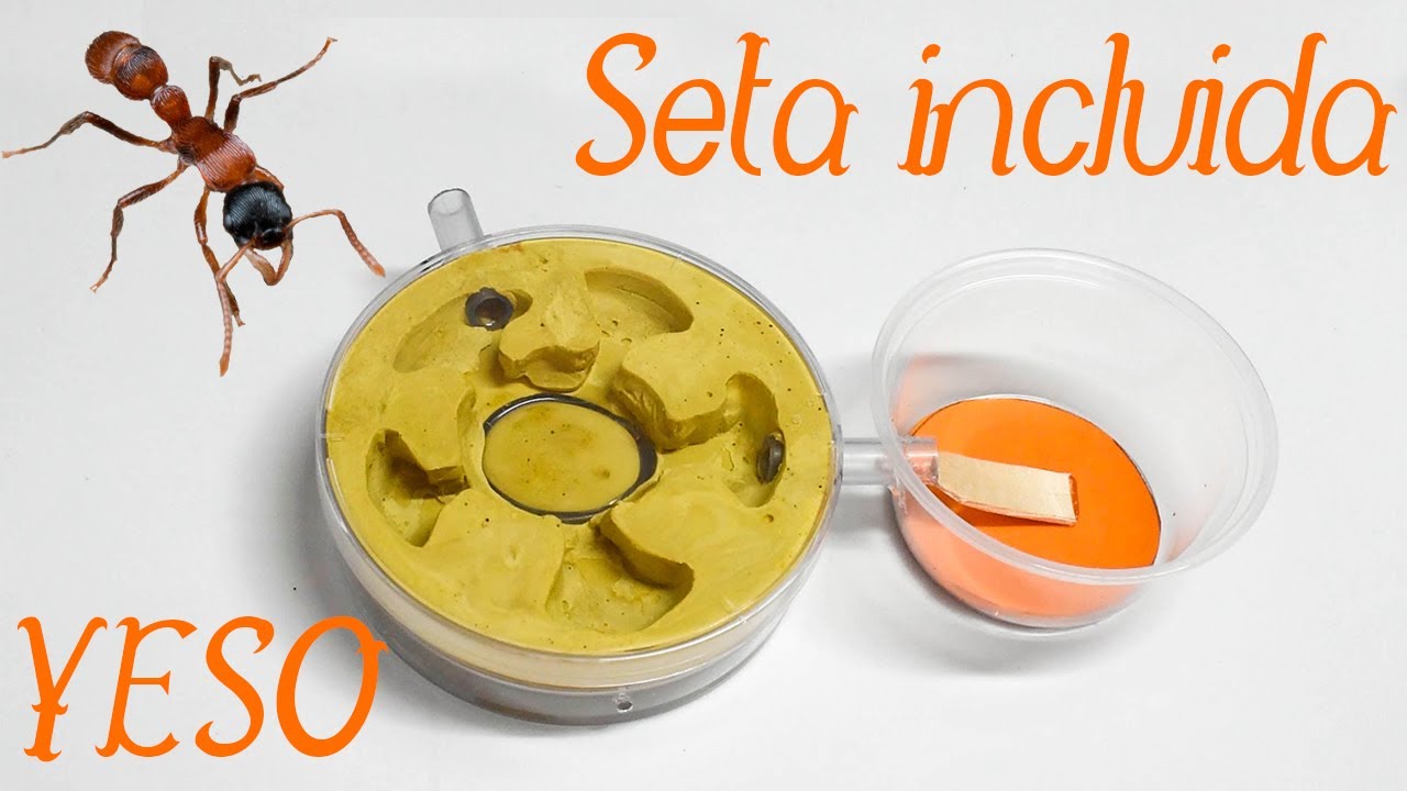 Como hacer un Hormiguero de YESO para especies pequeñas | Seta de humedad incluida!