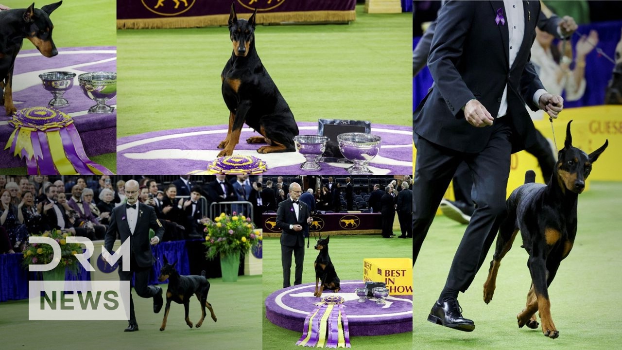 UNSEEN VIDEO: Doberman Pinscher Penny Wins Best in Show at Westminster Dog Show in New York | AO1B