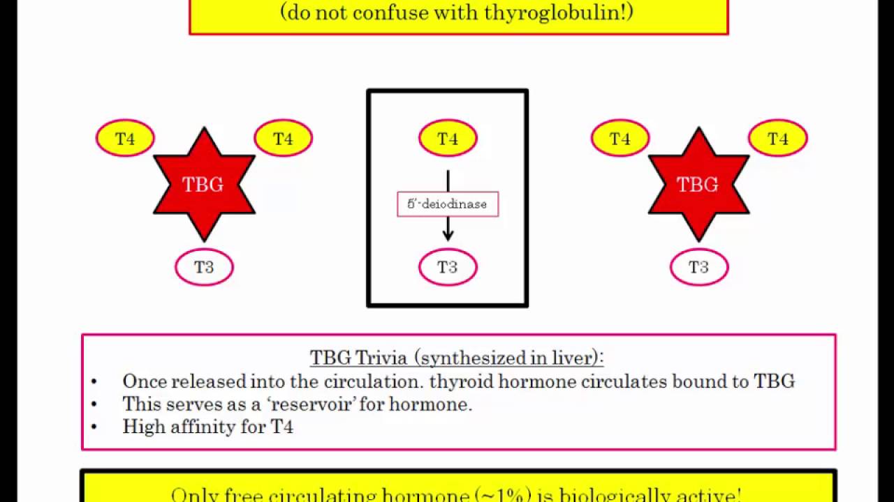 12DaysinMarch, Thyroid Hormone Synthesis, Regulation and Diagnostics  (Part I)
