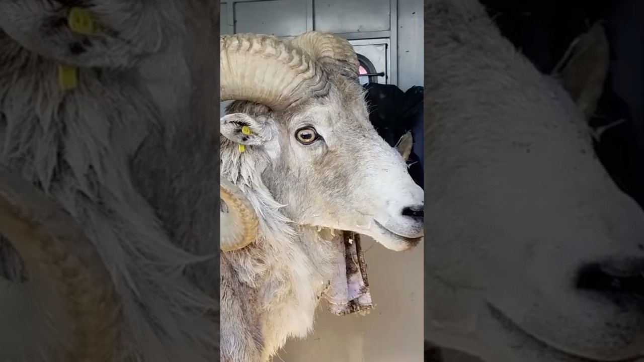 81-year-old man sentenced for cloning giant sheep and breeding it