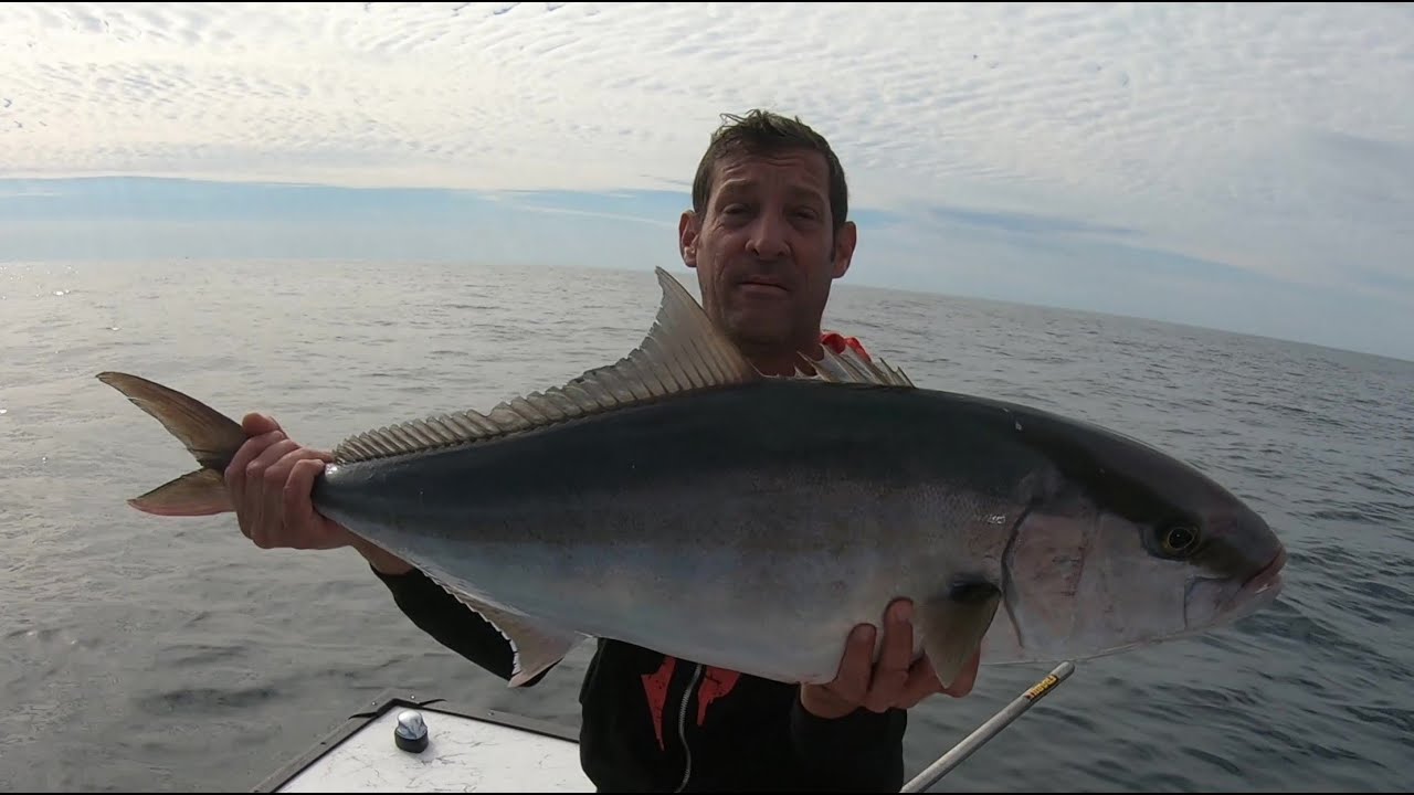 pescando en tampa ,florida jack,crevalle o jiguaguas y amberjack  enormes