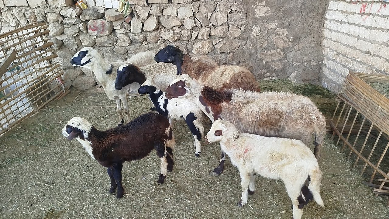 عروض النوادر دبابات بردسي بيور سلالات عاليه والدين (٠١١٥٧٧٩٠٦٠١)#عروض_بيع_الاغنام 