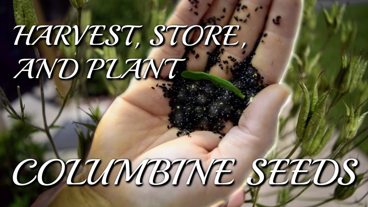 How to Collect, Store, and Plant Columbine (Aquilegia) Seeds