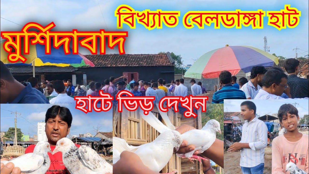 মুর্শিদাবাদ বিখ্যাত বেলডাঙ্গা হাট।murshadabad best beldanga pigeon markat। 1pigeon 100rs 💥🔥💥🕊️🕊️