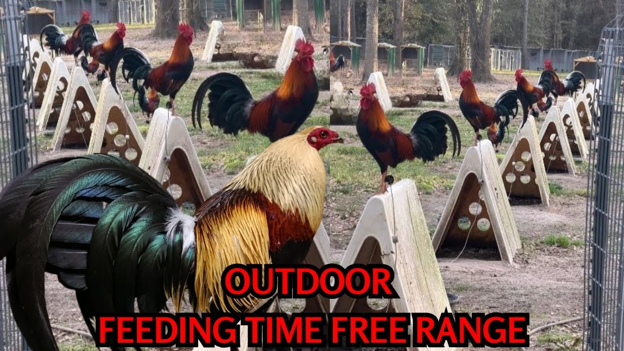 ТЕХАС 🇺🇸 Время кормления Курятник свободного выгула, большой фермерский дом, США, ферма Савагедена 👍