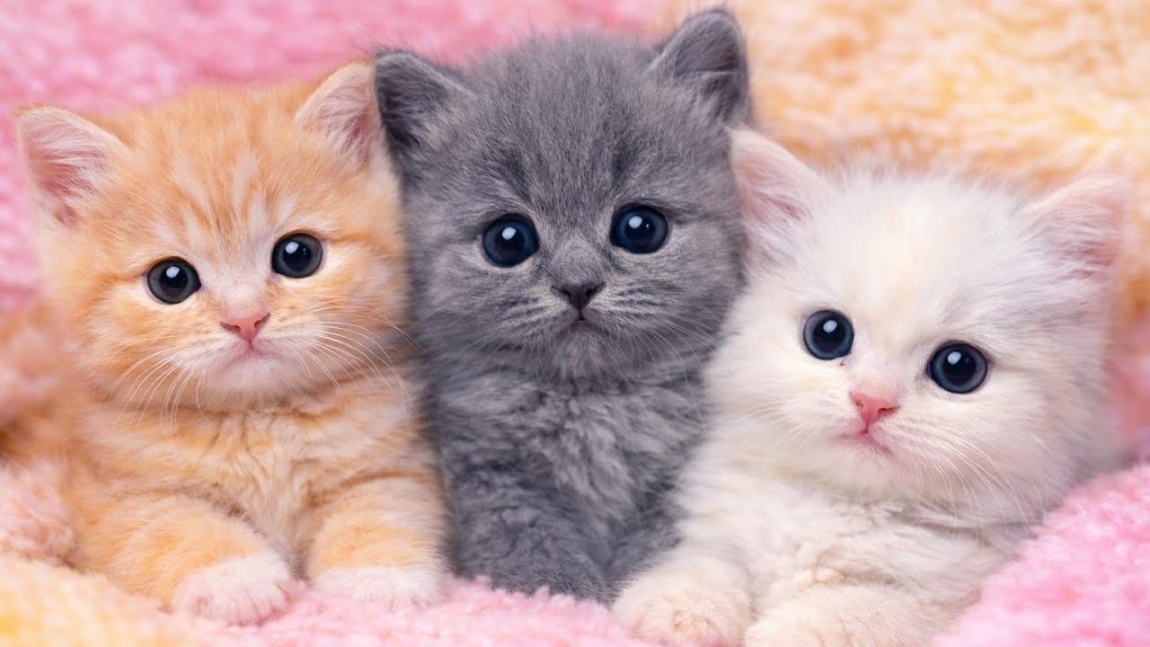 Live Cute Baby Kitten 😻🐾[79]  #ytshorts cat #ytshorts #livestream #live #foryou #viralvideo #view