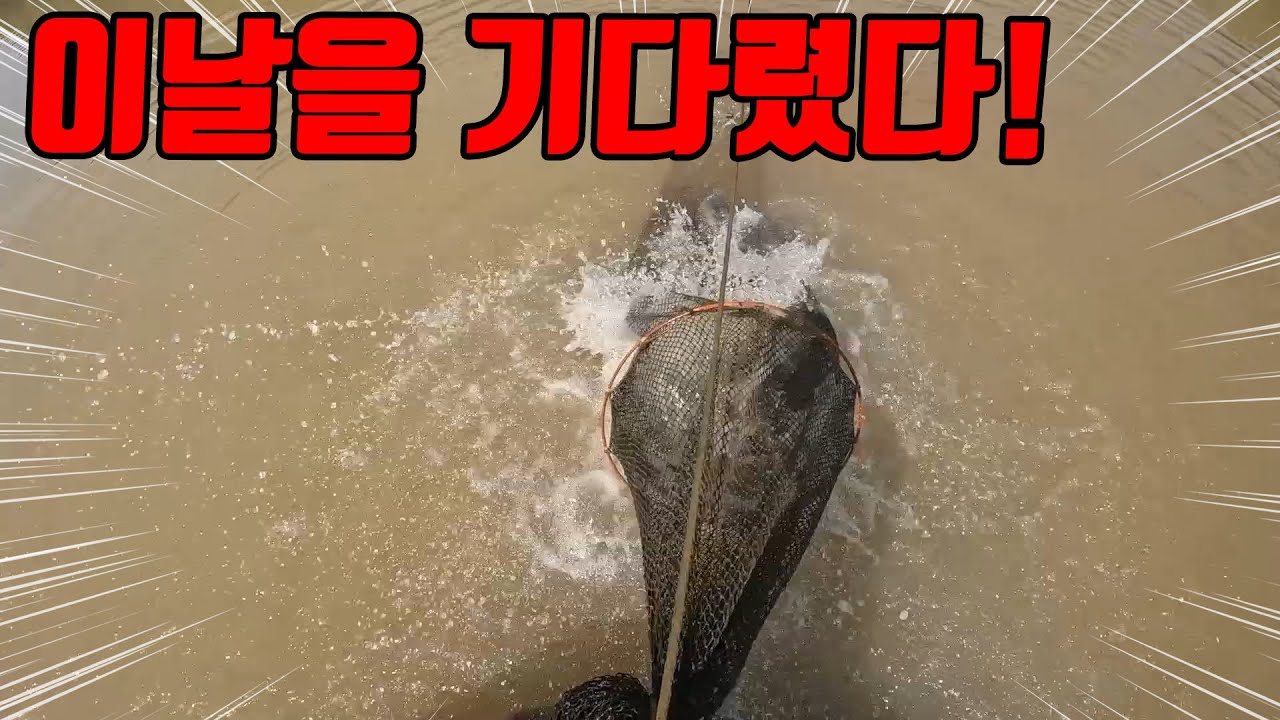 흙물이 지속되니 적응했는지 그물이 터질정도로 잡히네요! 비싼어종도 바글바글!