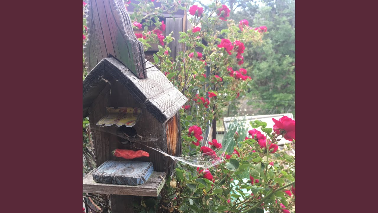 tomato seed packet