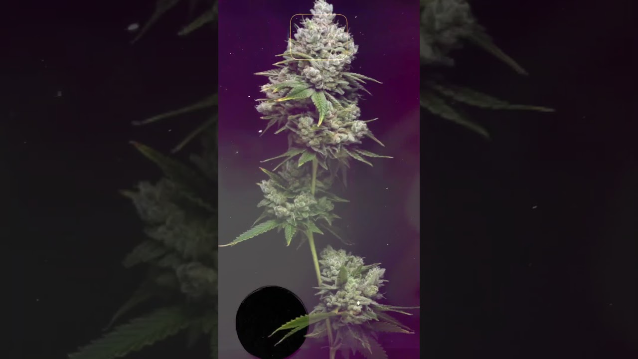NativeCare Minnesota's First Cannabis Retail