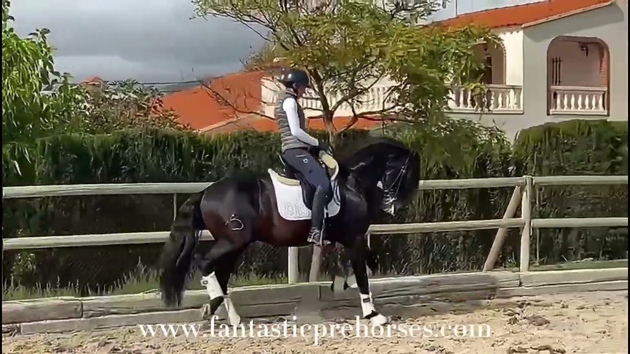 Lusitano in Gran Prix level | For Sale | contact +34696322560