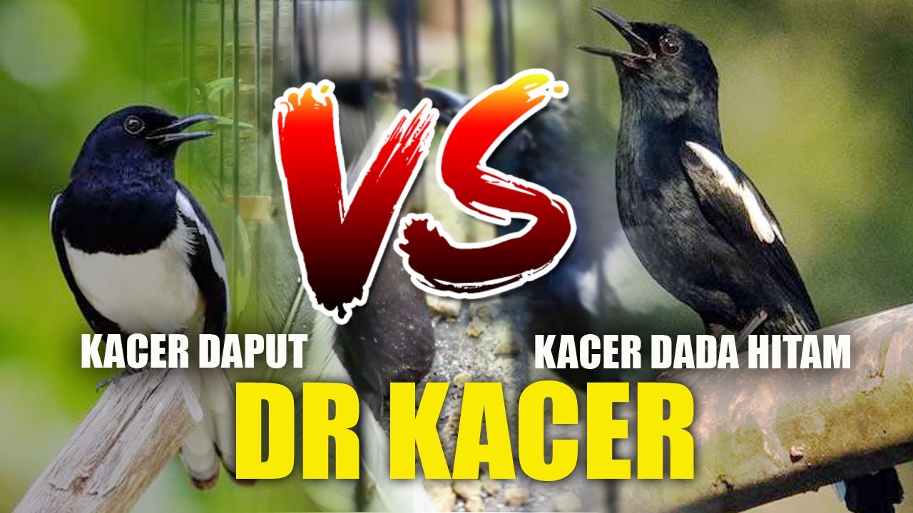 MANA YANG LEBIH BAGUS?? KACER DADA HITAM VS KACER POCI | KACER SUMATERA | DR KACER | MBAGONG CHANNEL