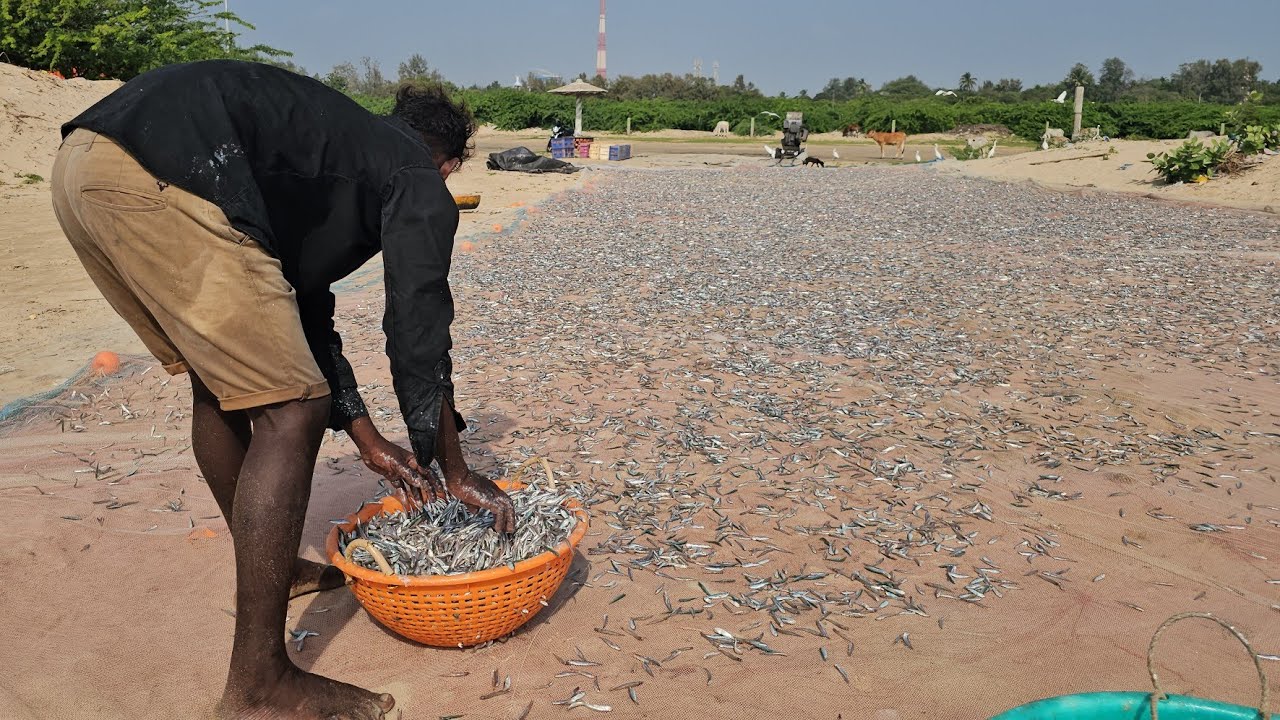 50000 ஆயிரம் மதிப்புள்ள நெத்திலி மீனை கருவாடு போடுறோம் 50000 thousand worth of anchovy fish
