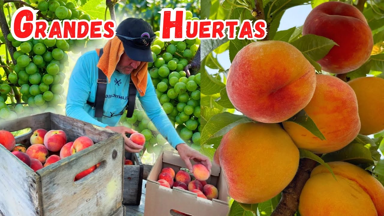COSECHA de frutas de TEMPORADA en el campo 🍑🍇 Josué y Elie