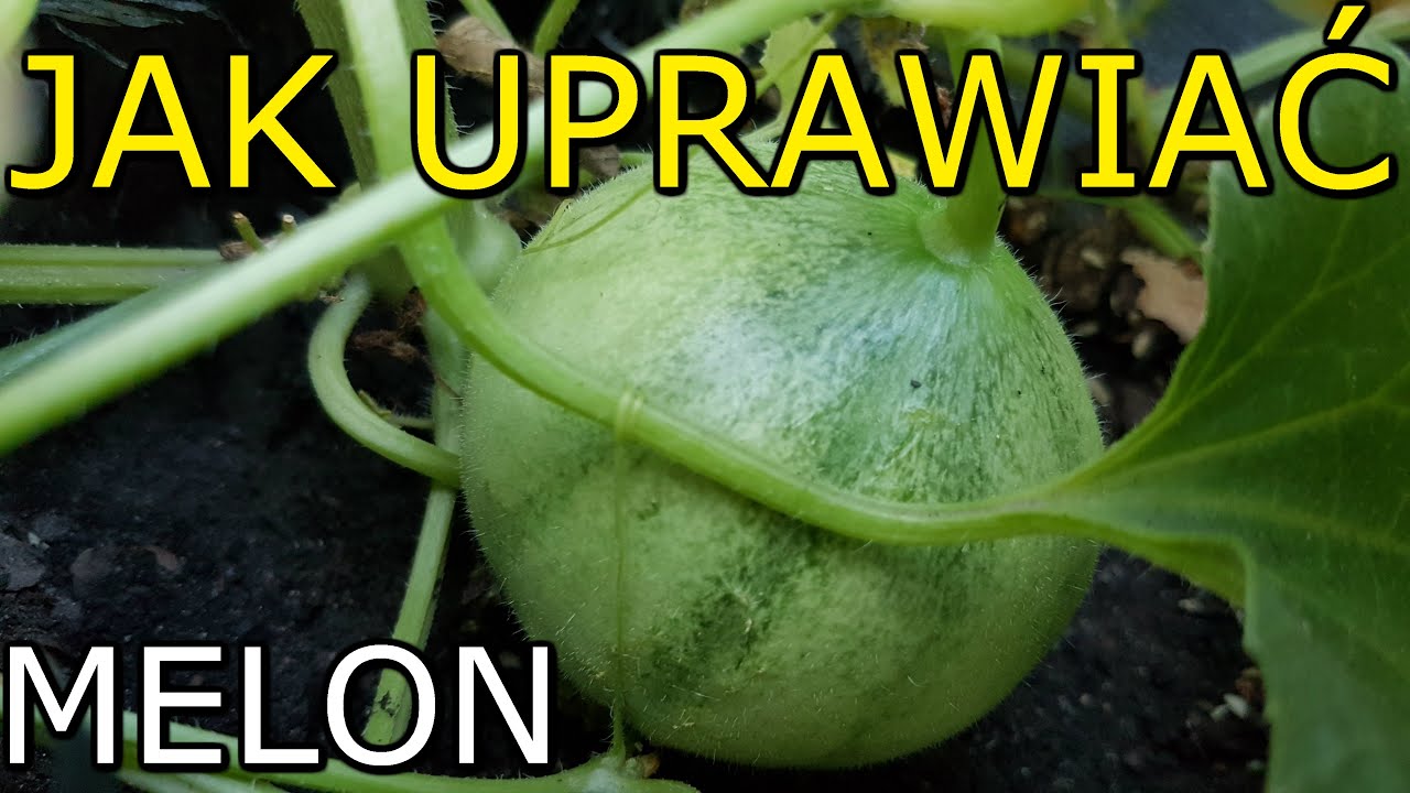 Jak uprawiać Melon | Uprawa Melona KROK po KROKU