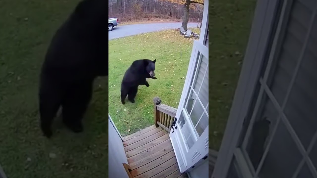 Heard playing dead saves you from bears?