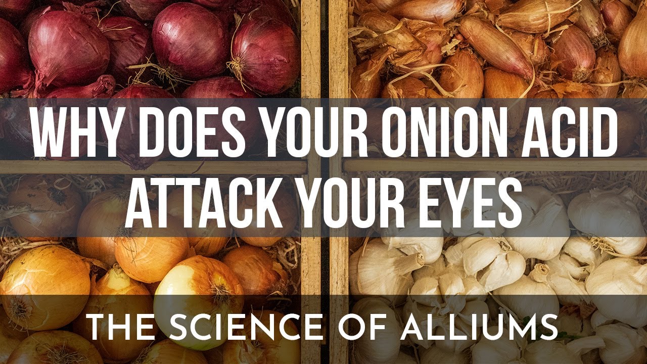The Science of Onion and Garlic
