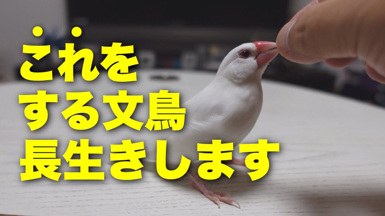 長生きする文鳥が必ずする5つのこと