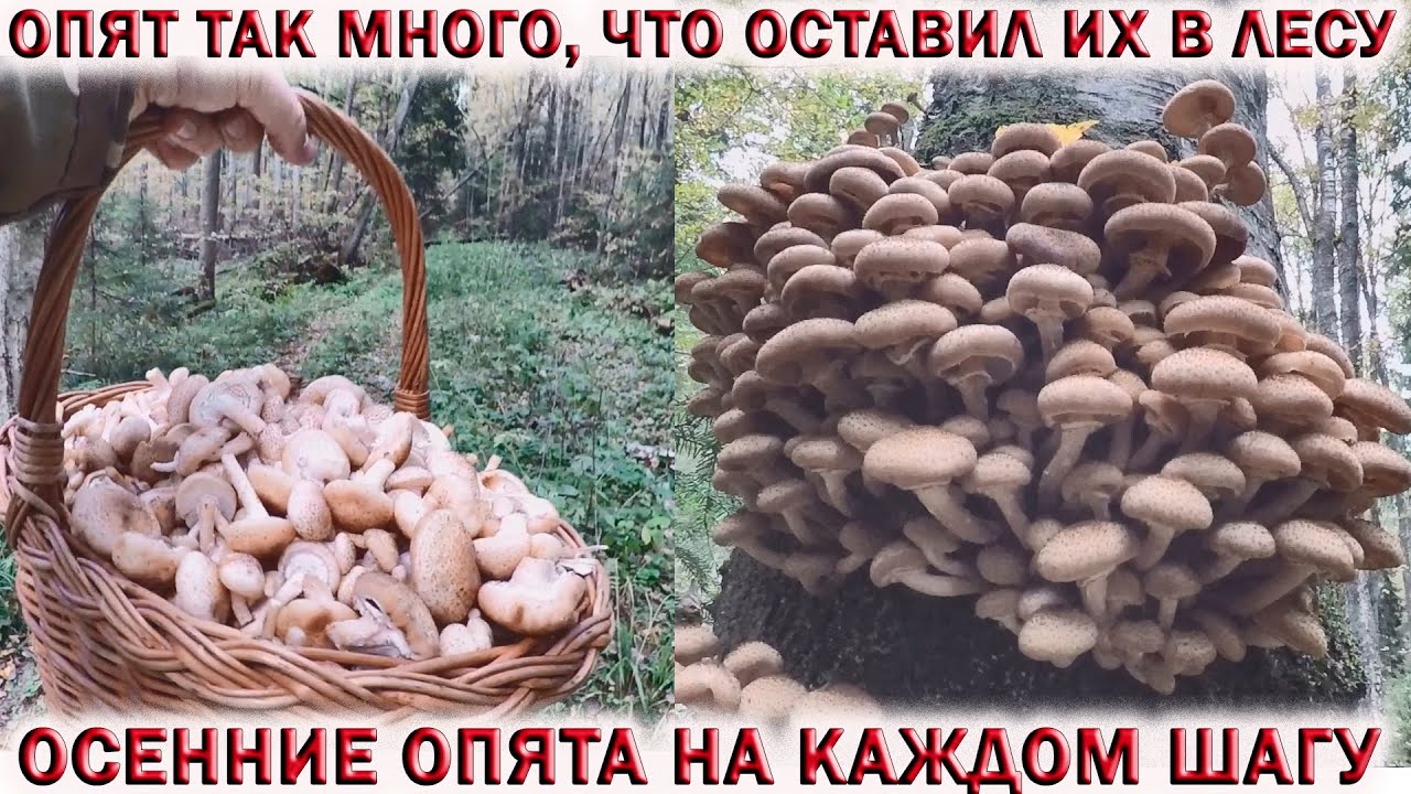 ❗ОСЕННИЕ ОПЯТА НА КАЖДОМ ШАГУ👉ГРИБОВ ТАК МНОГО, ЧТО ОСТАВИЛ ИХ В ЛЕСУ. Ждём грибы 2024!
