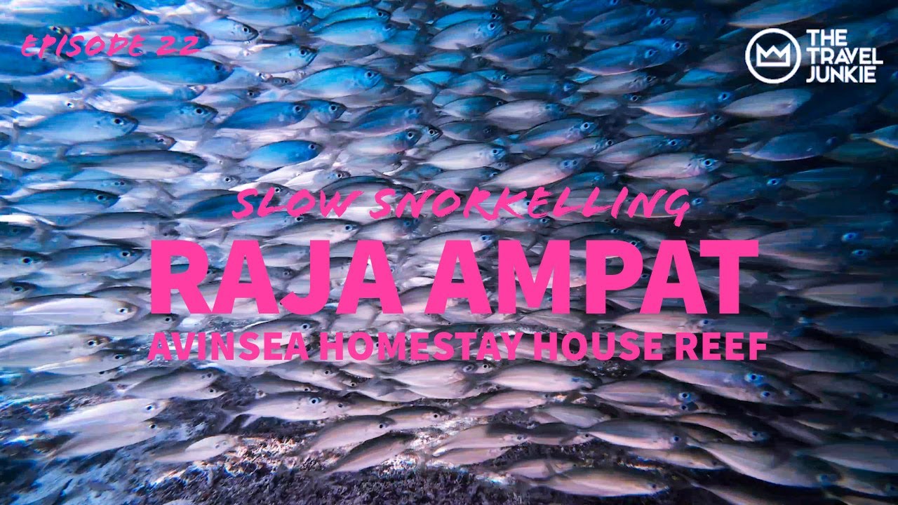 RAJA AMPAT SNORKELLING | AVINSEA HOMESTAY HOUSE REEF | GAM ISLAND, SOUTHWEST PAPUA | INDO TRIP