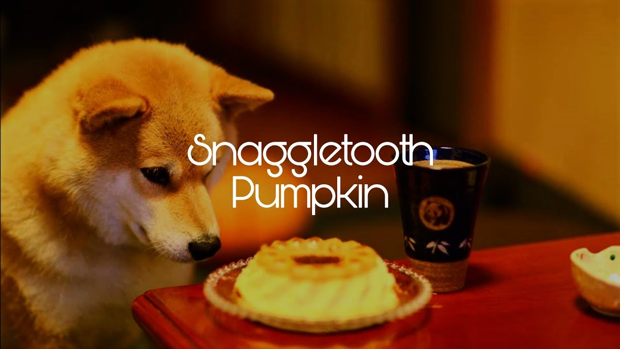 Zaki - Snaggletooth pumpkin (한글가사/lyrics)