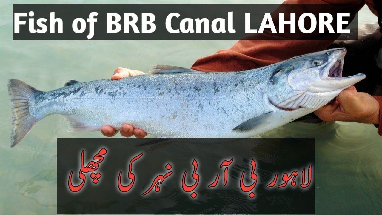 Fishing in BRB Canal Lahore|| بی آر بی نہر لاہور کی مچھلی دیکھیئے