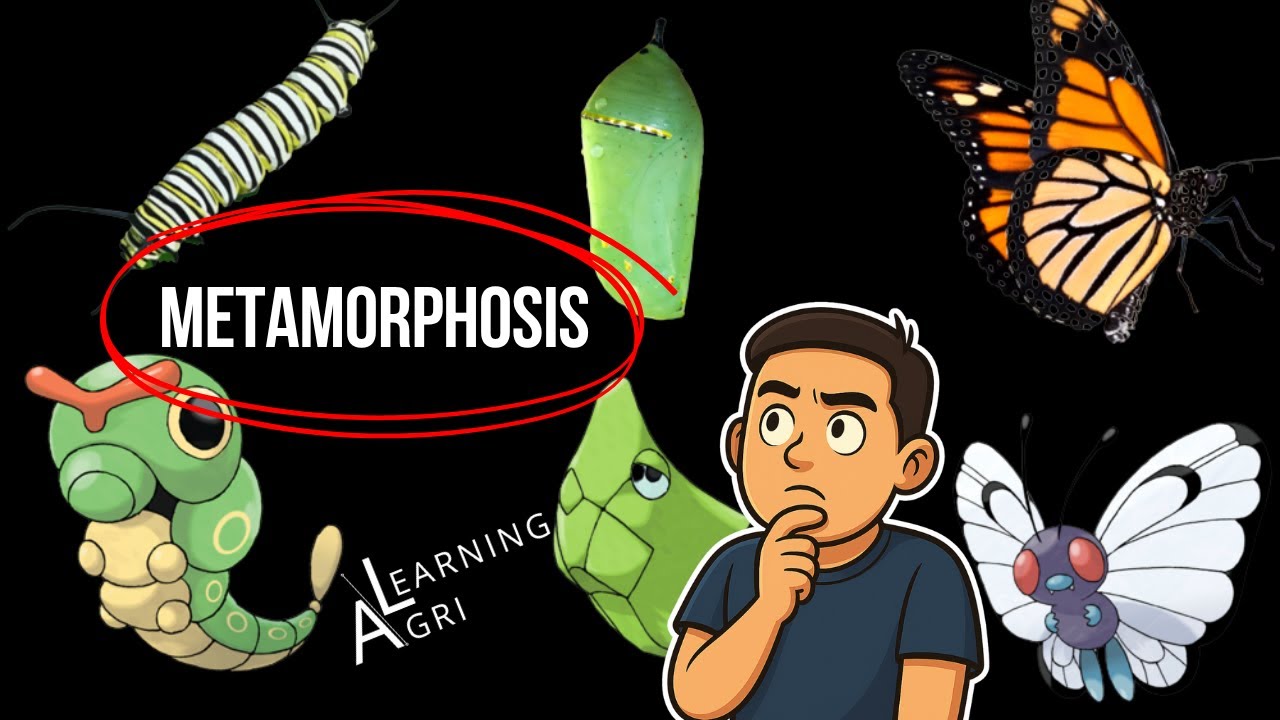 Tandaan ito for LEA! Metamorphosis in 16 minutes