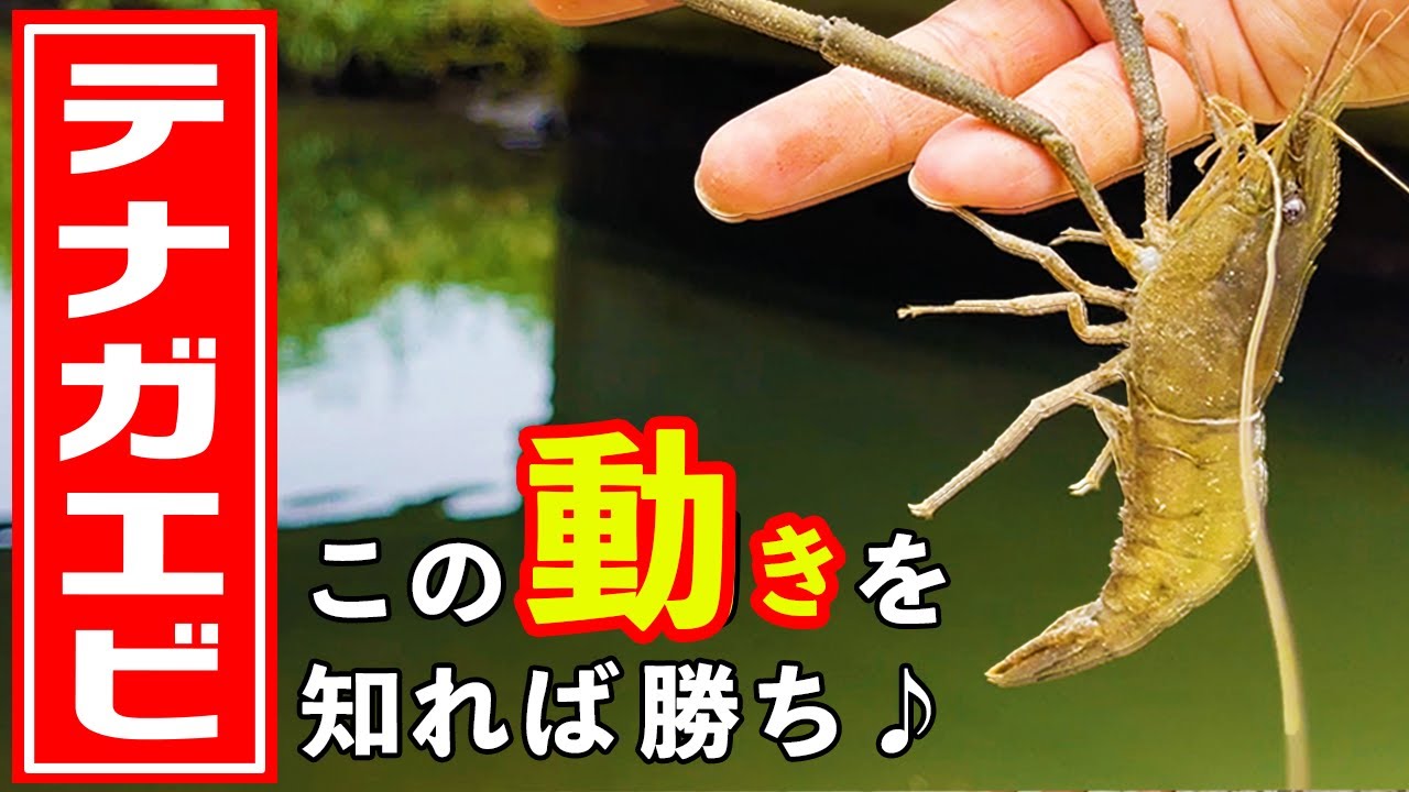【テナガエビ釣り】この動きを知れば釣れる！🔰初心者さん必見！手長エビの釣り方・釣れる仕掛け・道具・エサまで丁寧に教えます♪