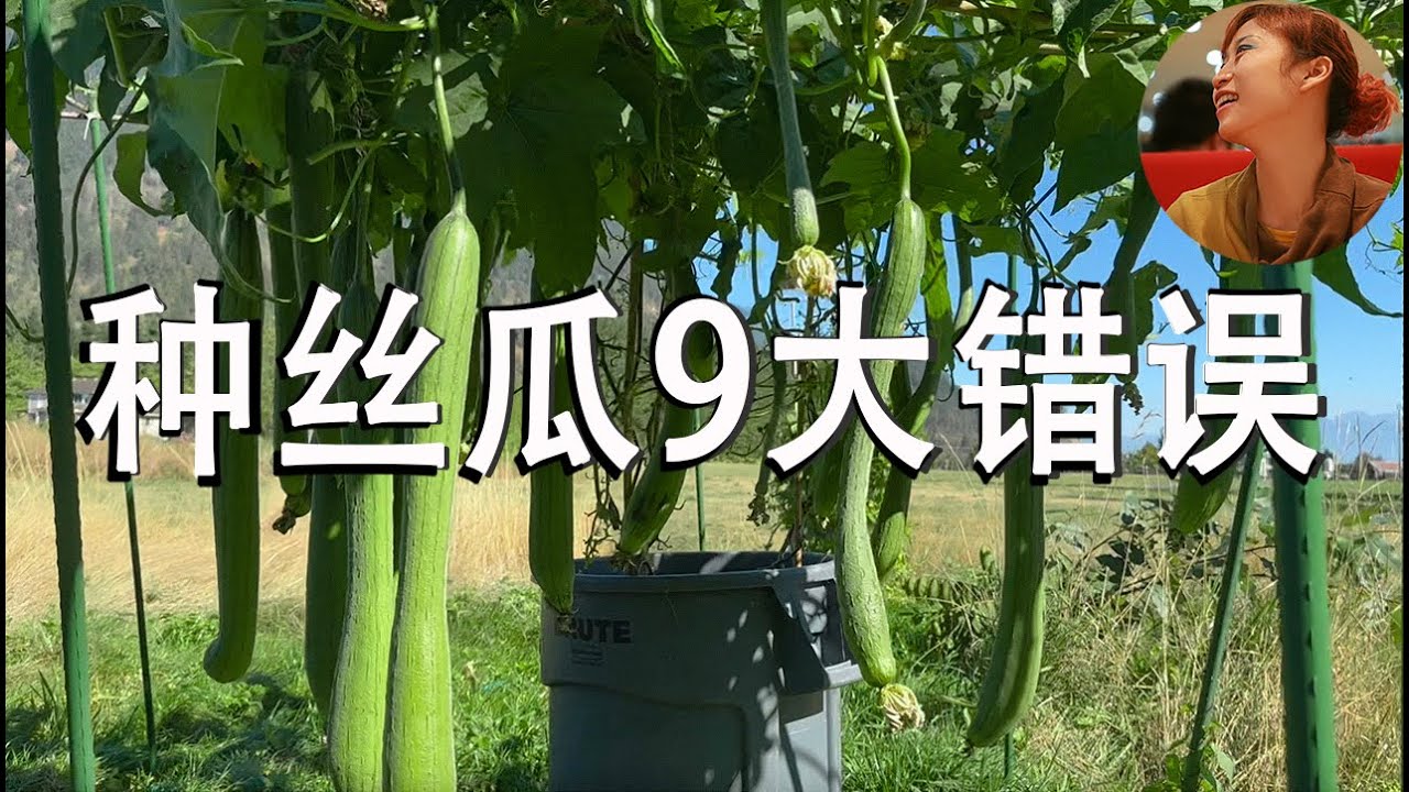 种丝瓜9大错误｜如何种植丝瓜 | 丝瓜为什么只长叶不结瓜 | 什么时候采收丝瓜| 怎样种丝瓜高产