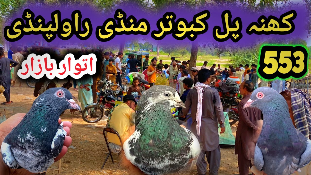 553 | Sunday Kabutar Mandi khana Pull | Today 21/9/2025 | Latest Update Pigeon Market Price