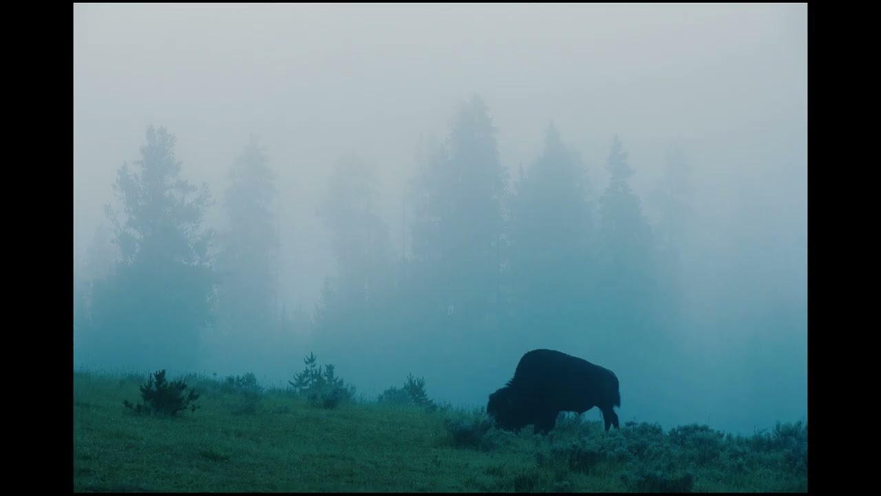 living in a dream... (ambient playlist)