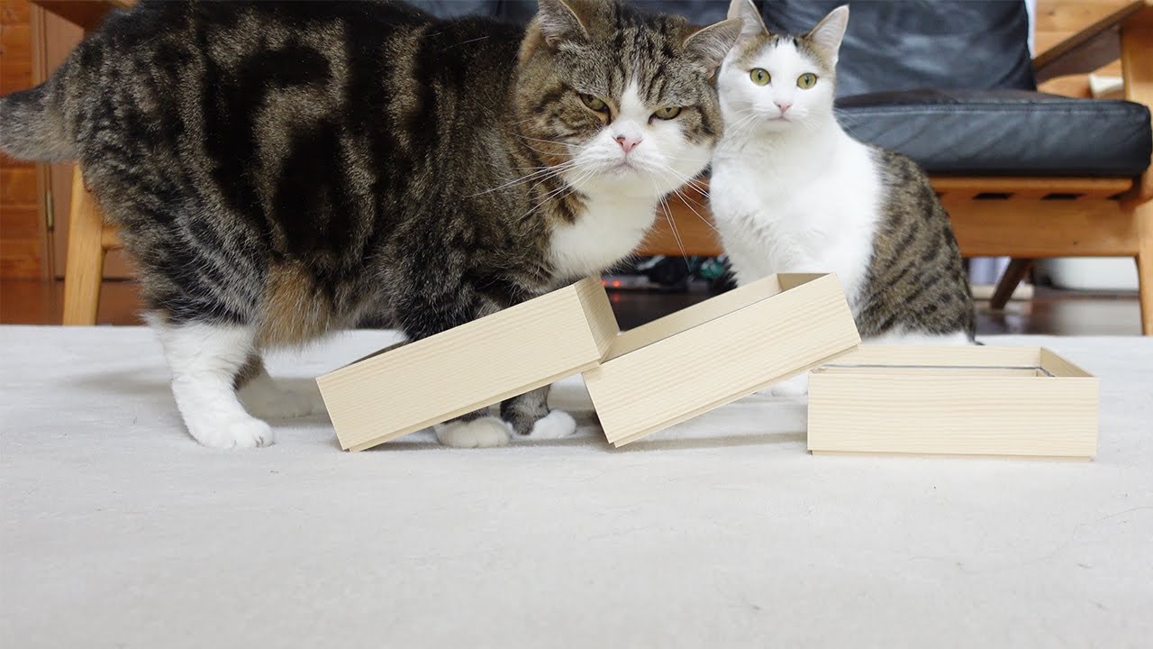 ドミノ倒しにがっかりするねこ。-Maru was disappointed by the Domino Toppling.-