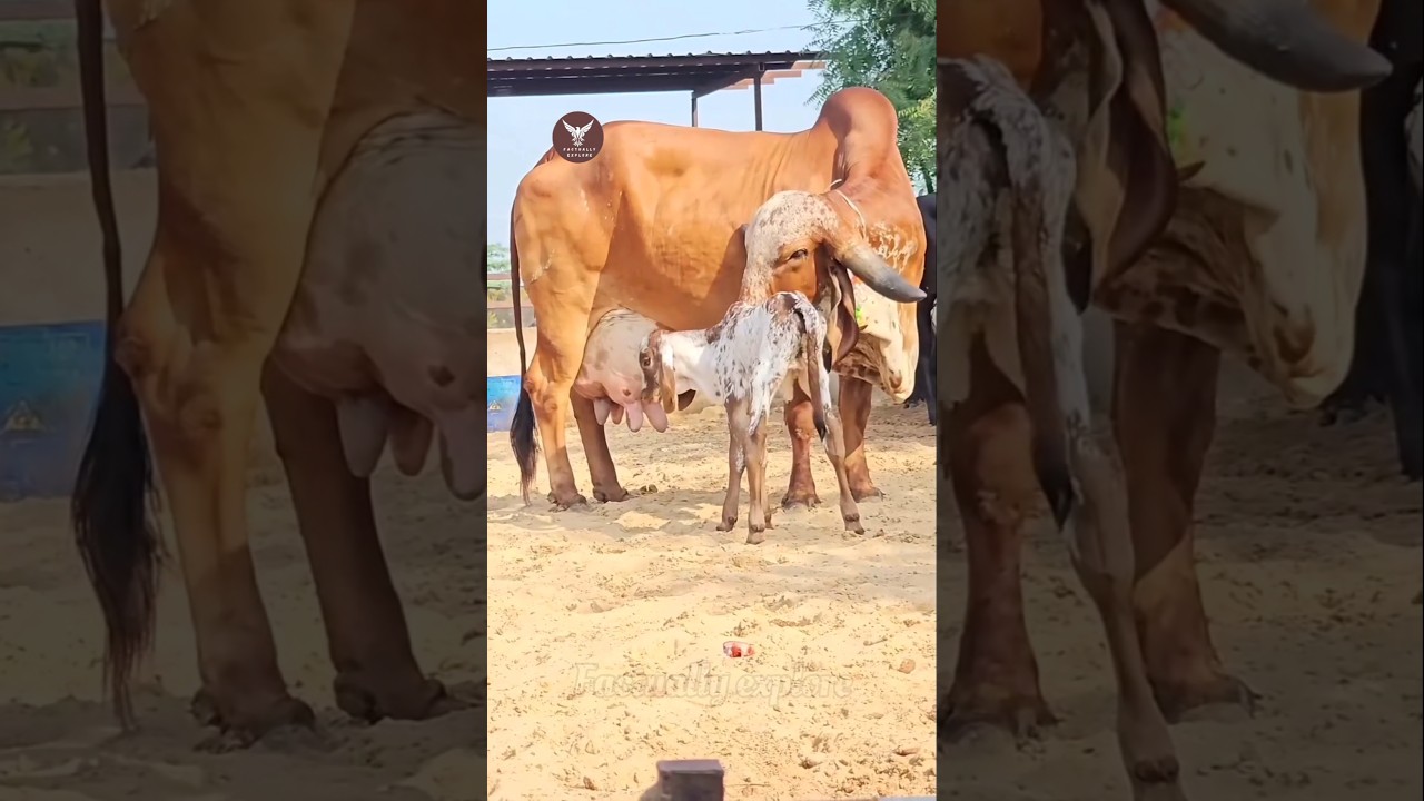 The most special thing about the Desi breed of Gir